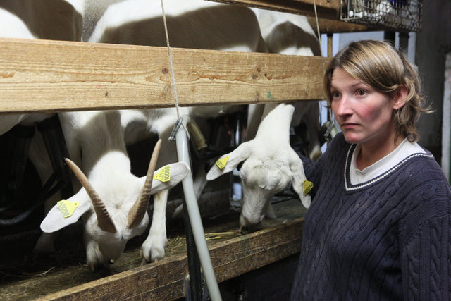 La traite des chèvres à la ferme les Chèvres de Luisandres