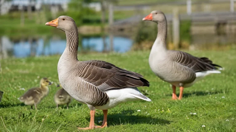 Oie femelle au premier plan avec un jars et des oisons près d’un étang